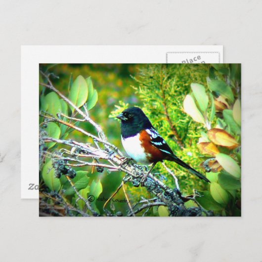 Rufous Sided Towhere Sparrow Postkarte (Vorne/Hinten)