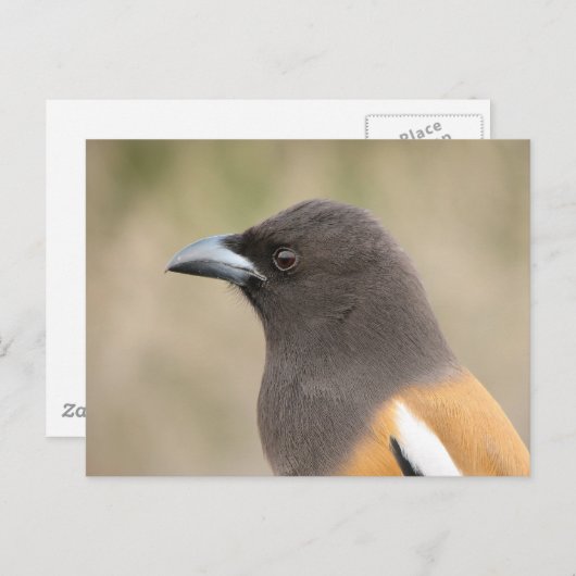 Rufous Treepie Postkarte (Vorne/Hinten)