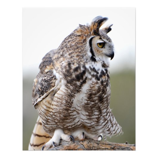 Ruftes Feather Great Horned Owl Foto (Vorne)