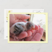 Rufus im Alter von 16 Tagen Postkarte (Vorne/Hinten)