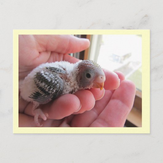 Rufus im Alter von 16 Tagen Postkarte (Vorderseite)