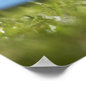 Rugby-Spieler Kickball off tee, nah aus Poster (Ecke)