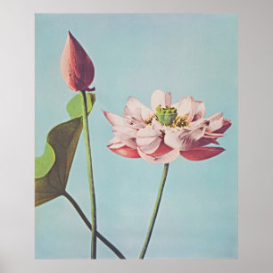 Ruhe im Blut: Vintages Lotus-Poster Poster