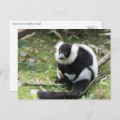 Ruhe im Wilden: Schwarz-Weiß-Ruffed Lemur Postkarte (Vorne/Hinten)