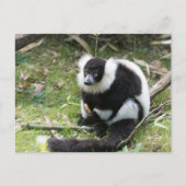 Ruhe im Wilden: Schwarz-Weiß-Ruffed Lemur Postkarte (Vorderseite)