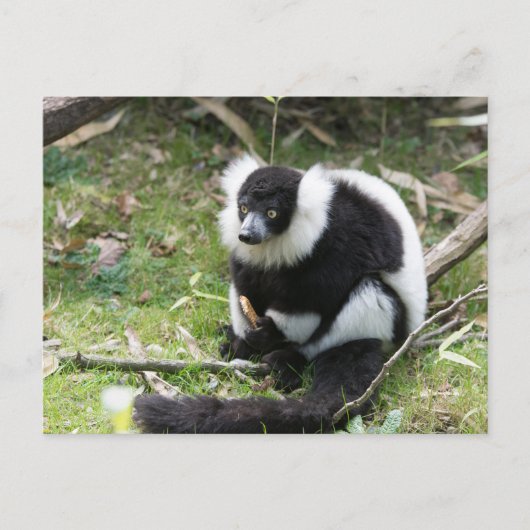 Ruhe im Wilden: Schwarz-Weiß-Ruffed Lemur Postkarte (Vorderseite)