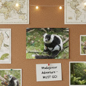 Ruhe im Wilden: Schwarz-Weiß-Ruffed Lemur Postkarte