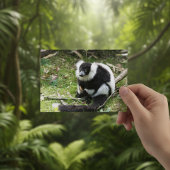 Ruhe im Wilden: Schwarz-Weiß-Ruffed Lemur Postkarte