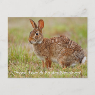Ruhe, Liebe & Ostern Segnungen! Postkarte