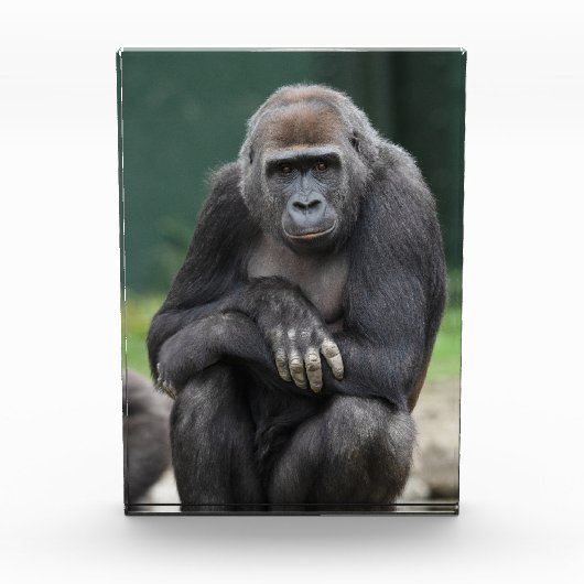 Ruhe und Stärke Gorilla Jungtier Fotoblock (Vorderseite)