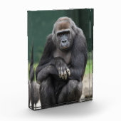 Ruhe und Stärke Gorilla Jungtier Fotoblock (Links)