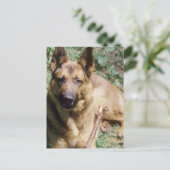 Ruheherde Postkarte (Stehend Vorderseite)