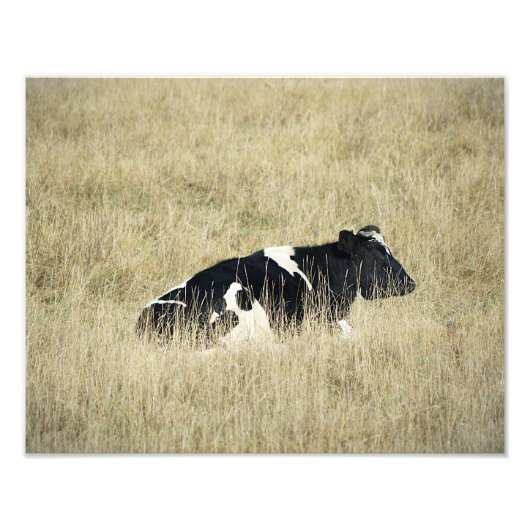 Ruhekuh - Foto (Vorne)