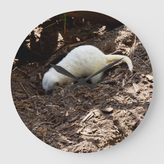 Ruheloser Hunger: Weißes Meerkat Graben für eine M Große Wanduhr (Vorderseite)