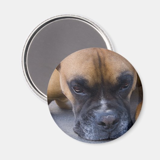 Ruhen des Boxer Dog Magnet (Vorderseite/Rückseite)