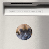 Ruhen des Boxer Dog Magnet (In Situ (Geschirrspüler))