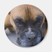 Ruhen des Boxer Dog Magnet (Vorne)