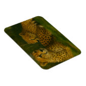 Ruhen des Cheetah Duo in der Waldlandschaft Magnet (Rechte Seite)