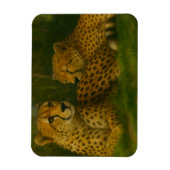 Ruhen des Cheetah Duo in der Waldlandschaft Magnet (Vertikal)