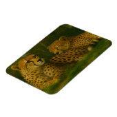 Ruhen des Cheetah Duo in der Waldlandschaft Magnet (Linke Seite)