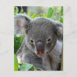 Ruhen, Happy Koala Postkarte