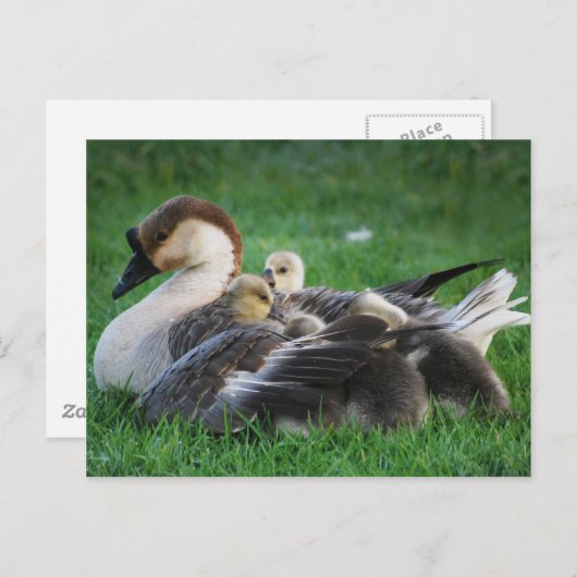 Ruhen Postkarte (Vorne/Hinten)