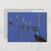 Ruhende Kingfisher Postkarte (Vorne/Hinten)