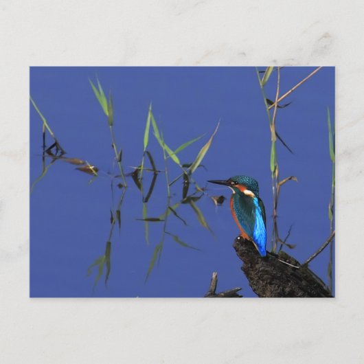 Ruhende Kingfisher Postkarte (Vorderseite)