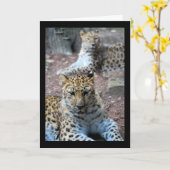 Ruhende Leoparden Karte (Gelbe Blume)