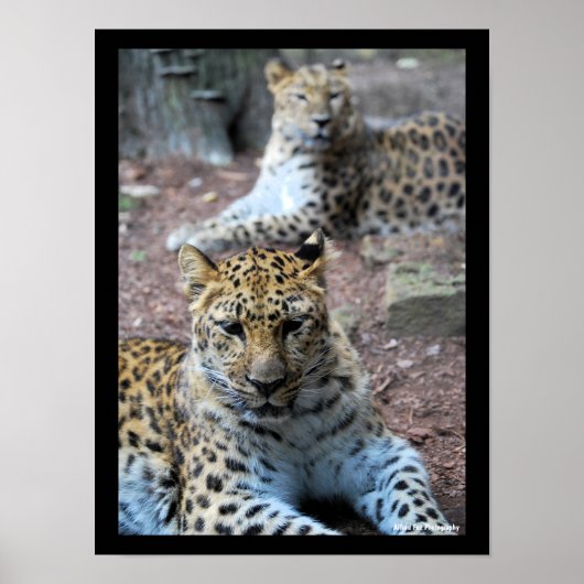 Ruhende Leoparden Poster (Vorne)
