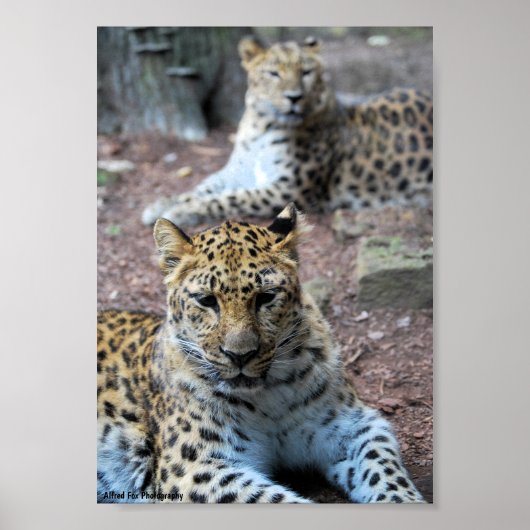 Ruhende Leoparden Poster (Vorne)