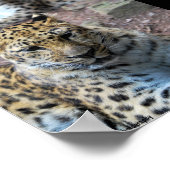 Ruhende Leoparden Poster (Ecke)