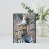 Ruhende Leoparden Postkarte (Stehend Vorderseite)