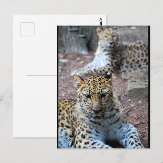 Ruhende Leoparden Postkarte (Vorne/Hinten)