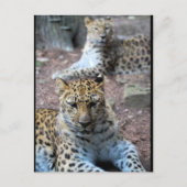 Ruhende Leoparden Postkarte (Vorderseite)