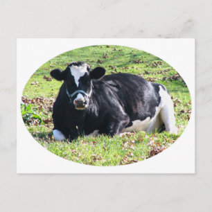 Ruhende Milchkuh Kreis Weißen Hintergrund Postkarte