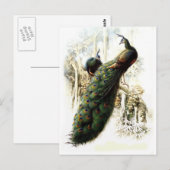 Ruhende Pfauen Postkarte (Vorne/Hinten)