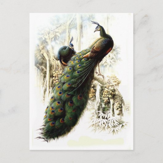 Ruhende Pfauen Postkarte (Vorderseite)