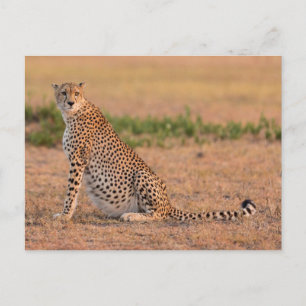 Ruhender Gepard am frühen Morgen Postkarte