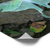 Ruhender Mondfalter Poster (Ecke)