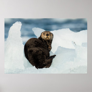 Ruhender Seeotter Poster