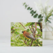 Ruhender Zedar Waxwing Postkarte (Stehend Vorderseite)