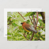 Ruhender Zedar Waxwing Postkarte (Vorne/Hinten)