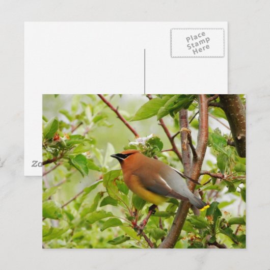 Ruhender Zedar Waxwing Postkarte (Vorne/Hinten)
