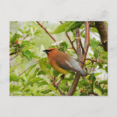 Ruhender Zedar Waxwing Postkarte (Vorderseite)