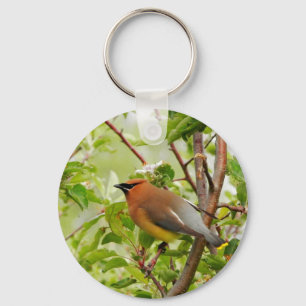 Ruhender Zedar Waxwing Schlüsselanhänger