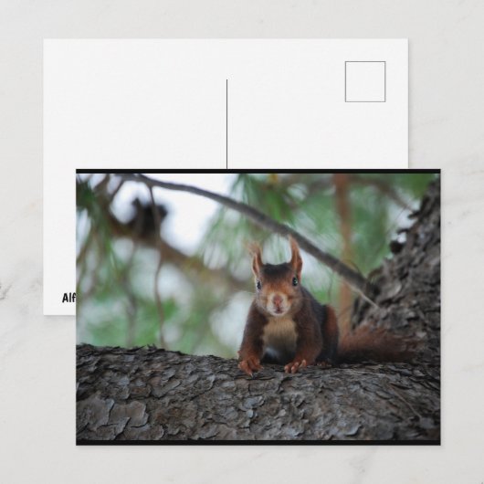Ruhendes Rothörnchen Postkarte (Vorne/Hinten)