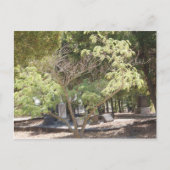 Ruheplatz Postkarte (Vorderseite)