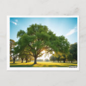 Ruhezeit mit einem großen Baum – Postkarte (Rückseite)