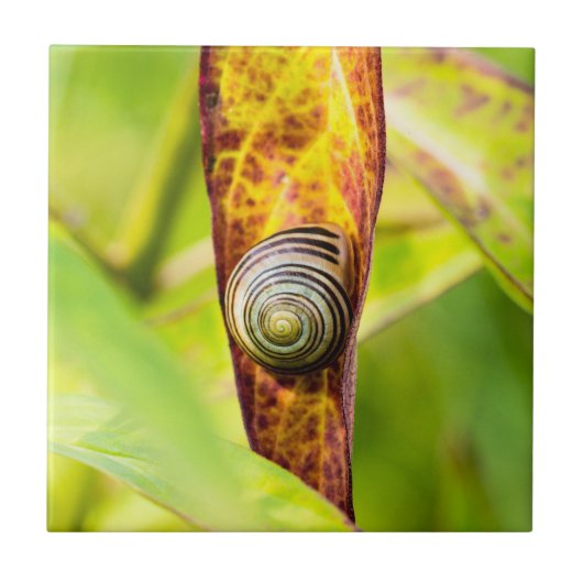 ruhige Bindung Fliese (Vorderseite)